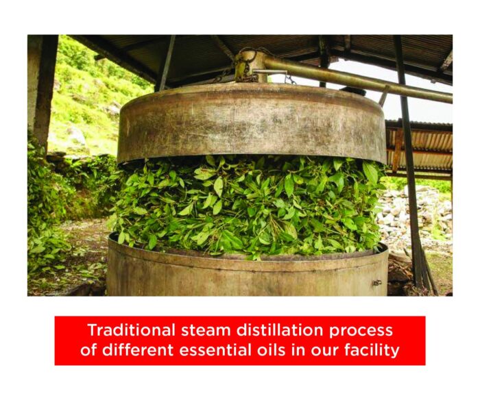 Sandalwood Essential Oil - Image 5