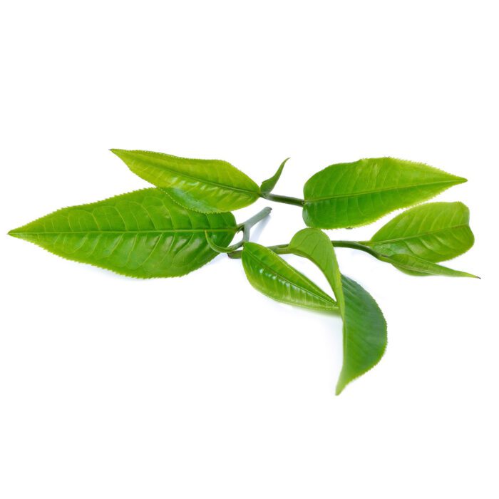 Green Tea Leaves (100g) - Image 7