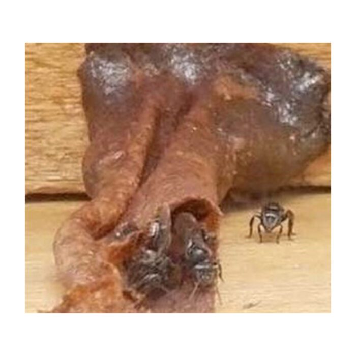 Stingless Honey (Small Bee Honey) 200g - Image 3