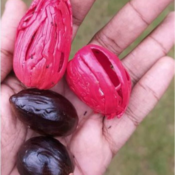 Premium Single Origin Mace Whole (Jati- patri) 50gm - Image 8