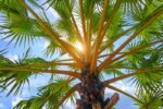 Pure, Natural and Unrefined Palm Sugar Powder (250g) - Image 11