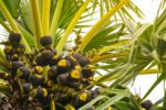 Pure, Natural and Unrefined Palm Sugar Powder (250g) - Image 14