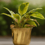 Brass Plant Pot - Image 2