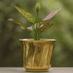 Brass Plant Pot